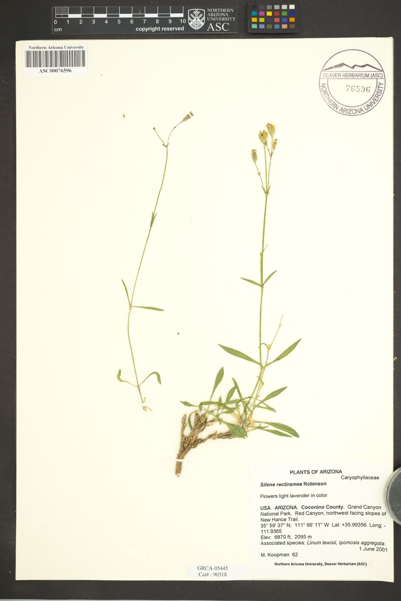 Grand Canyon Campion photo 5