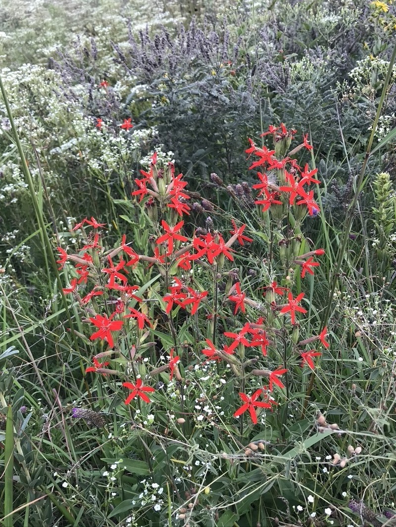 Royal Catchfly photo 2