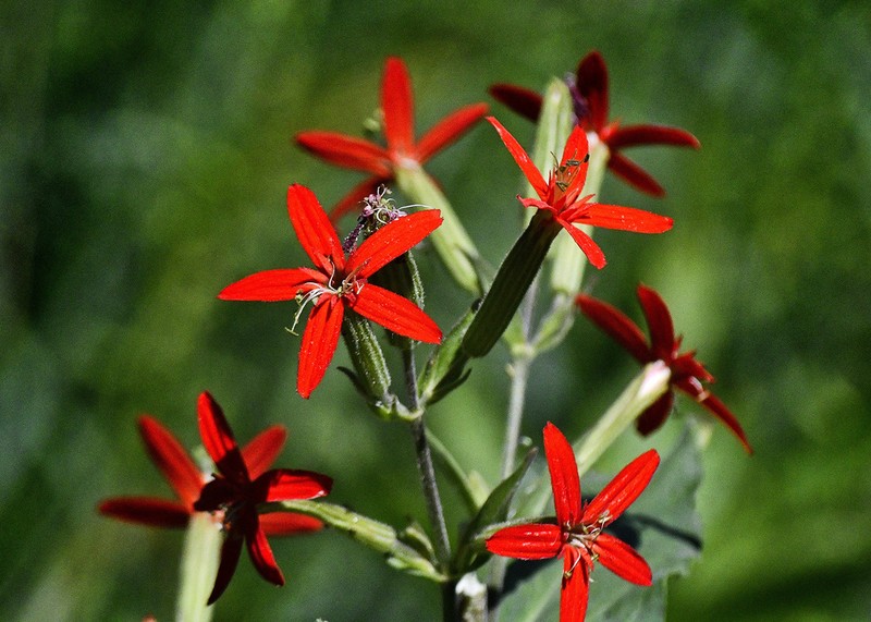Royal Catchfly photo 3