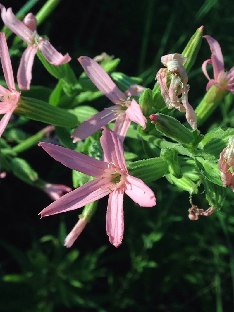 Royal Catchfly photo 4