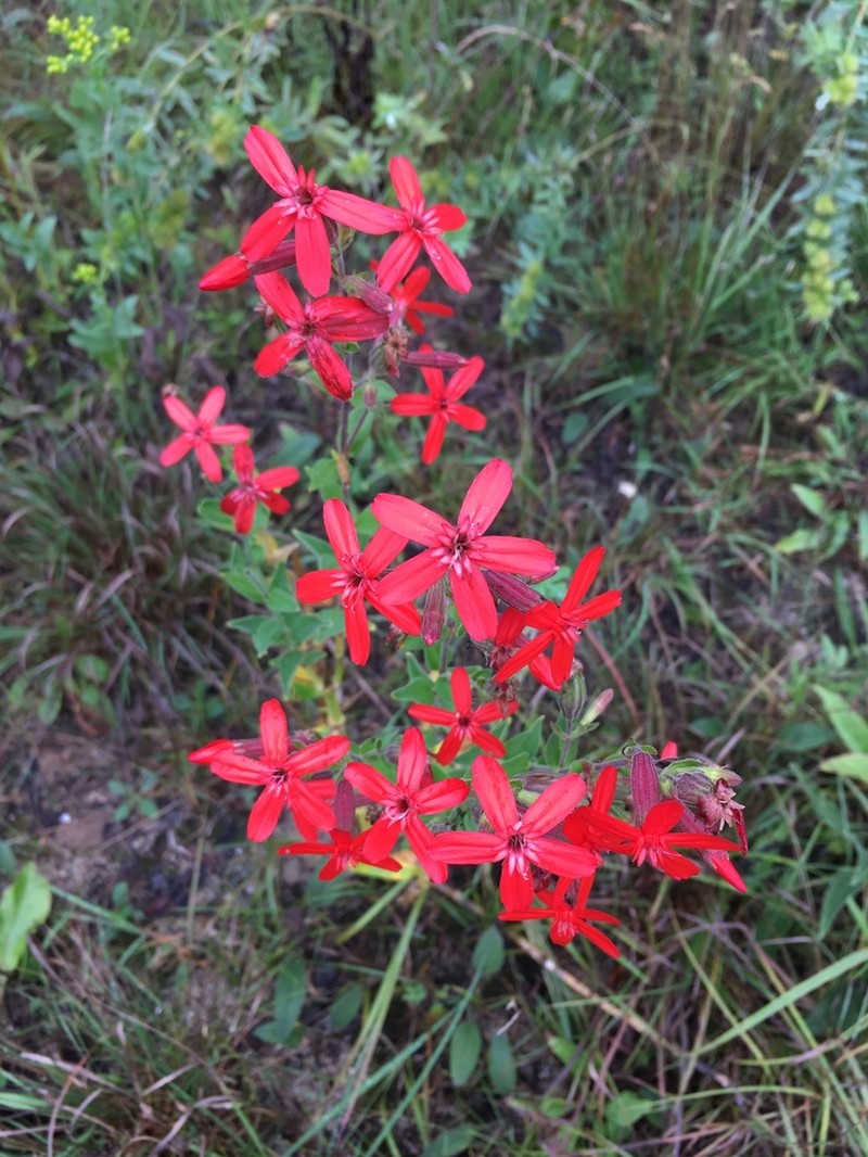 Royal Catchfly photo 5