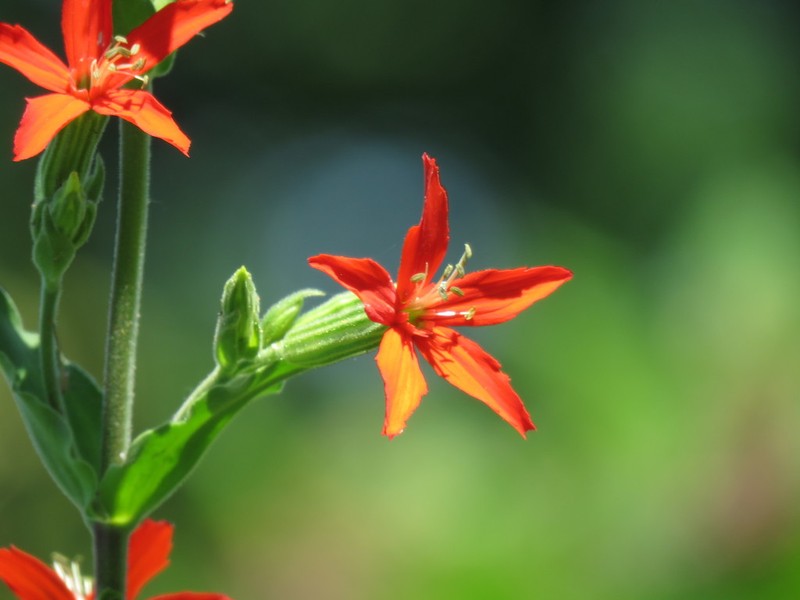 Royal Catchfly photo 6