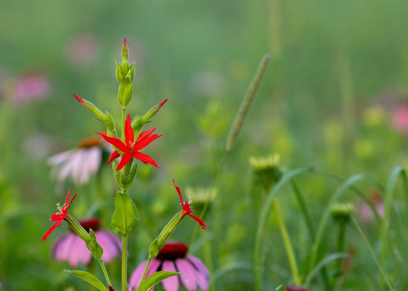Royal Catchfly photo 7