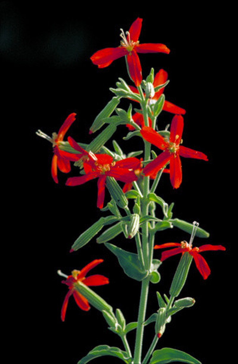 Royal Catchfly
