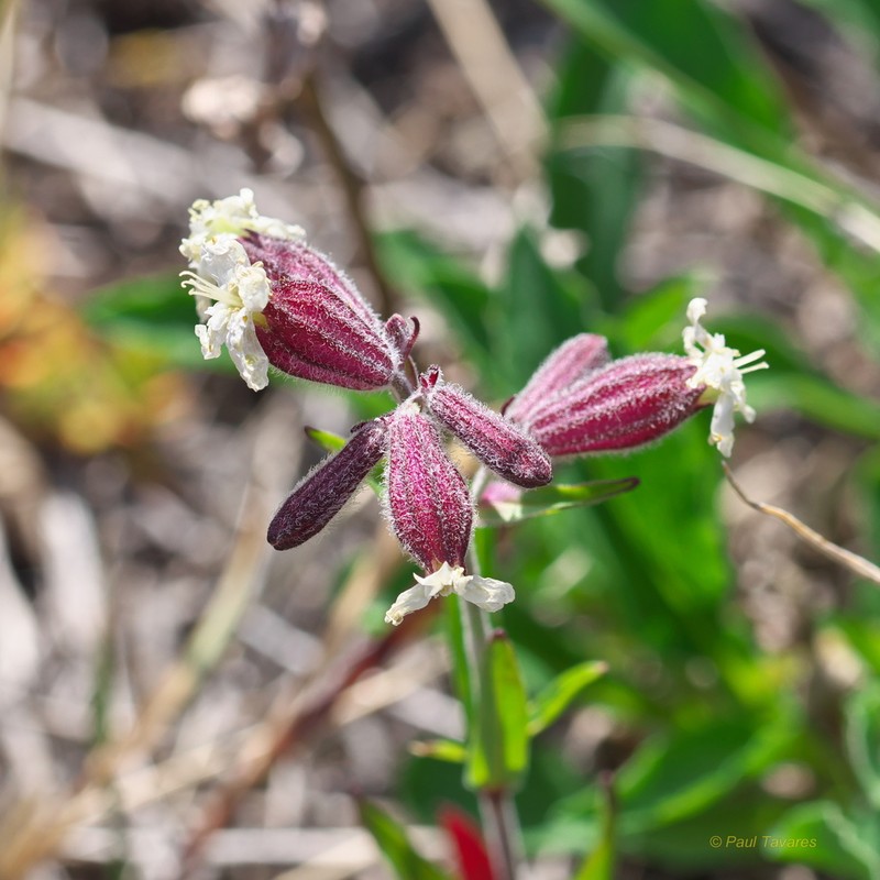 Pink Campion photo 2