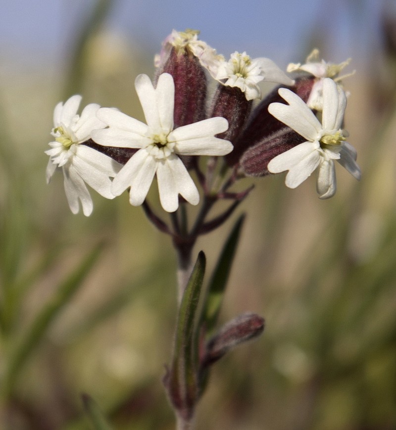 Pink Campion photo 3