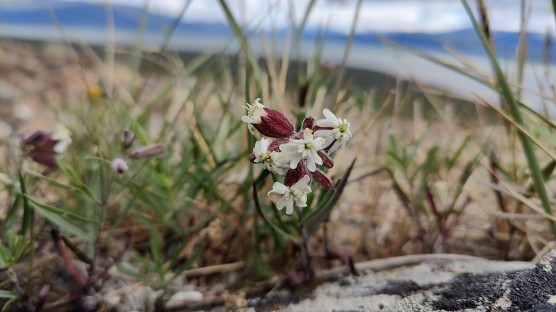 Pink Campion photo 4