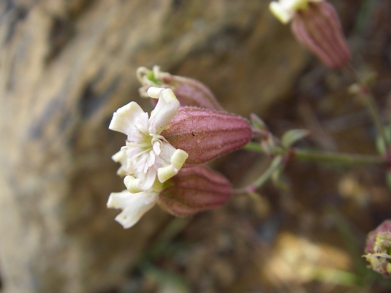 Pink Campion photo 5