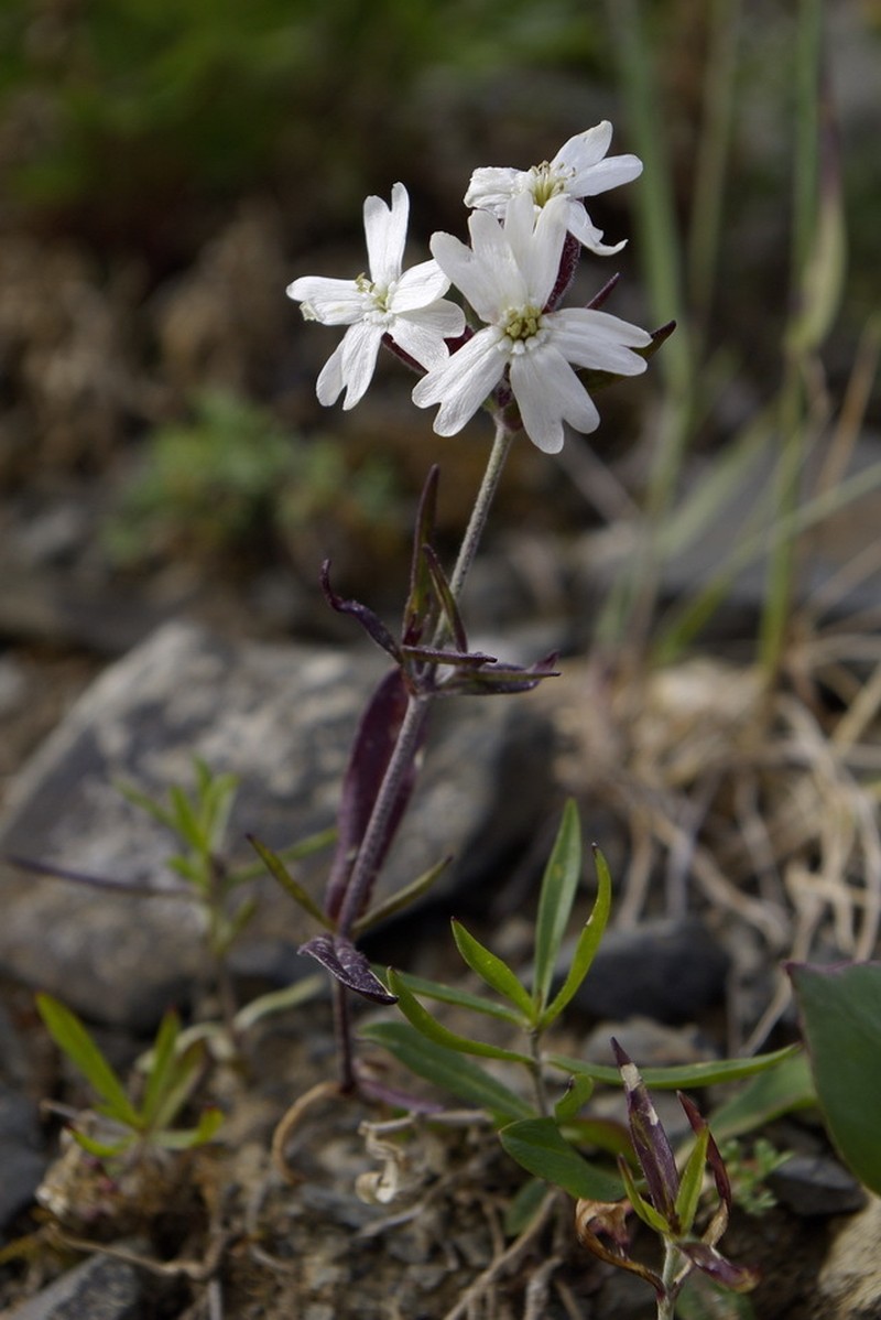 Pink Campion photo 6