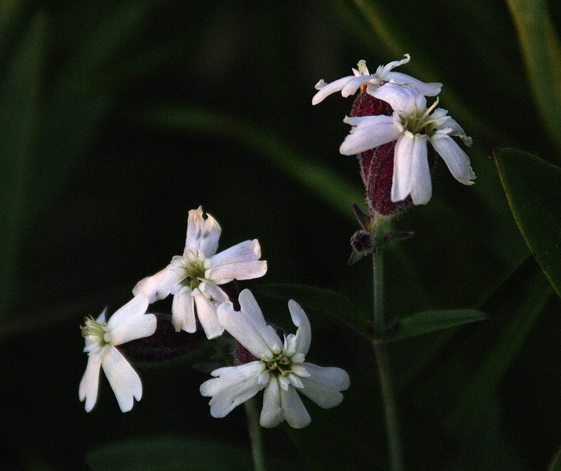 Pink Campion photo 7