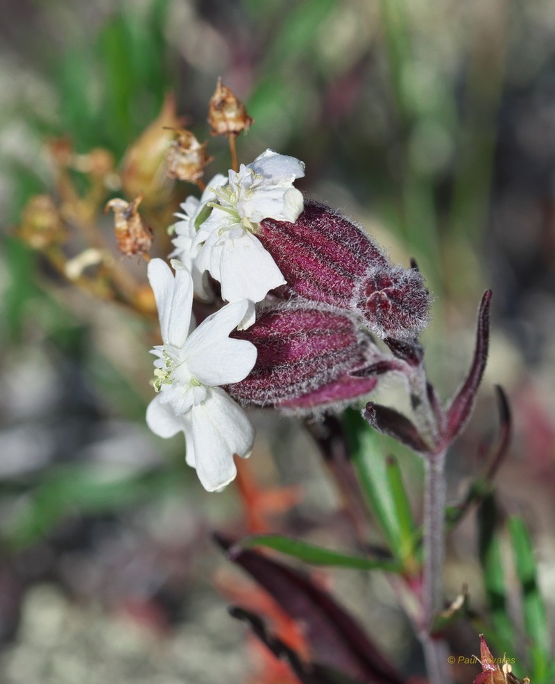 Pink Campion photo 8