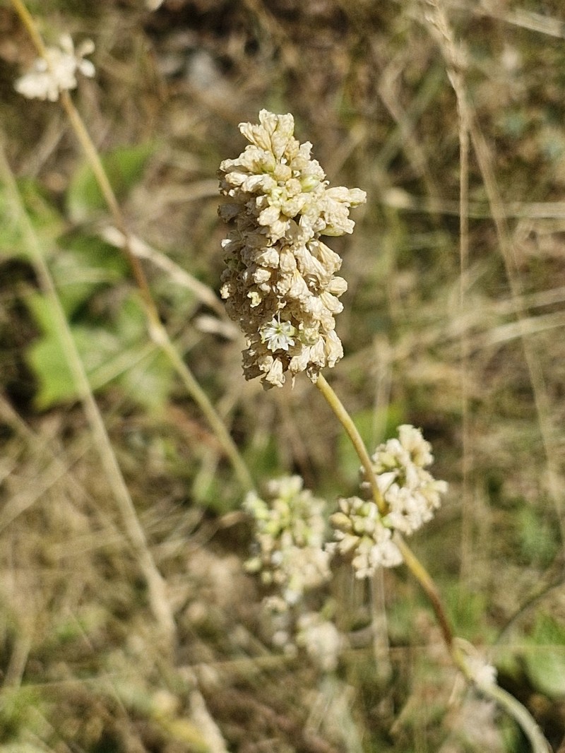 Silene roemeri subsp. roemeri
