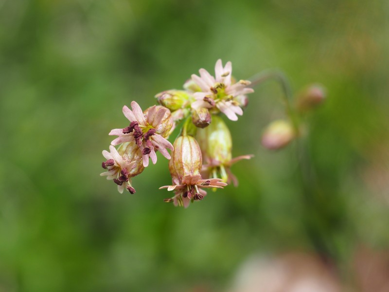 Silene roemeri subsp. staminea