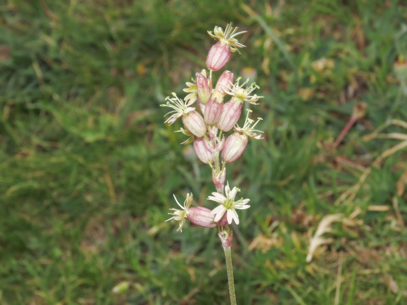 Silene roemeri subsp. staminea photo 2