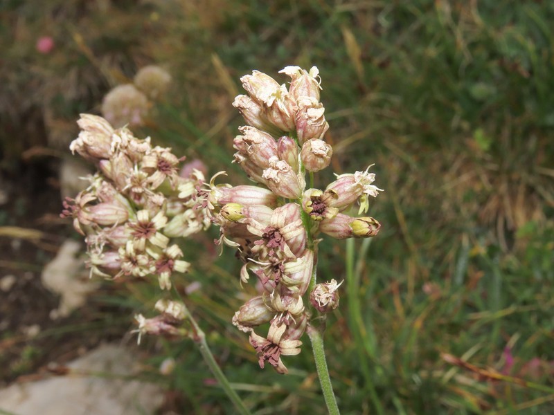 Silene roemeri subsp. staminea photo 3