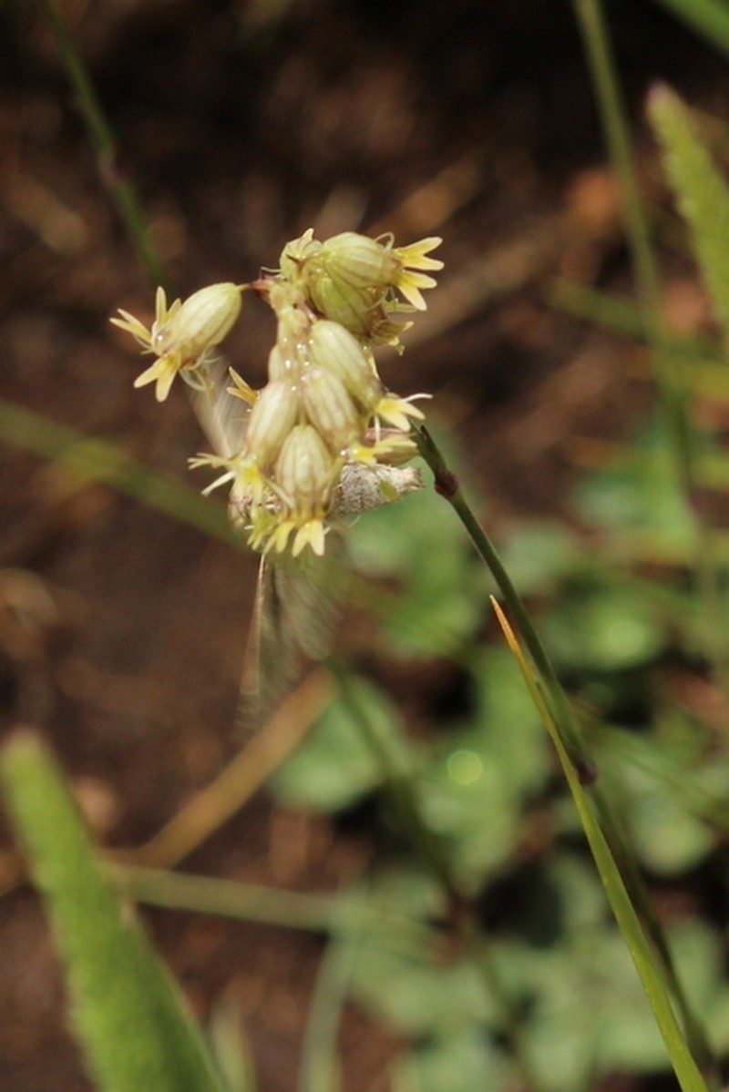 Silene roemeri subsp. staminea photo 4