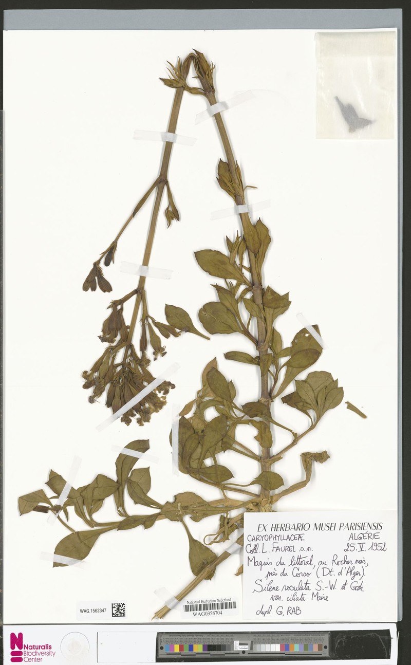 Silene rosulata subsp. rosulata