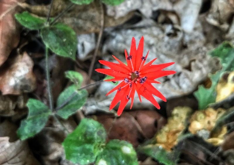 Roundleaf Catchfly