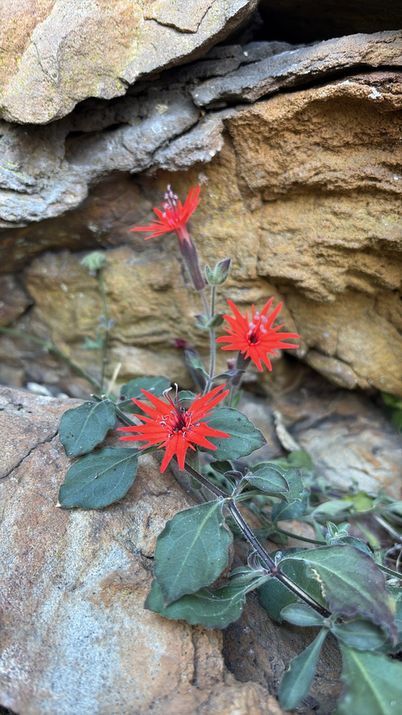 Roundleaf Catchfly photo 2