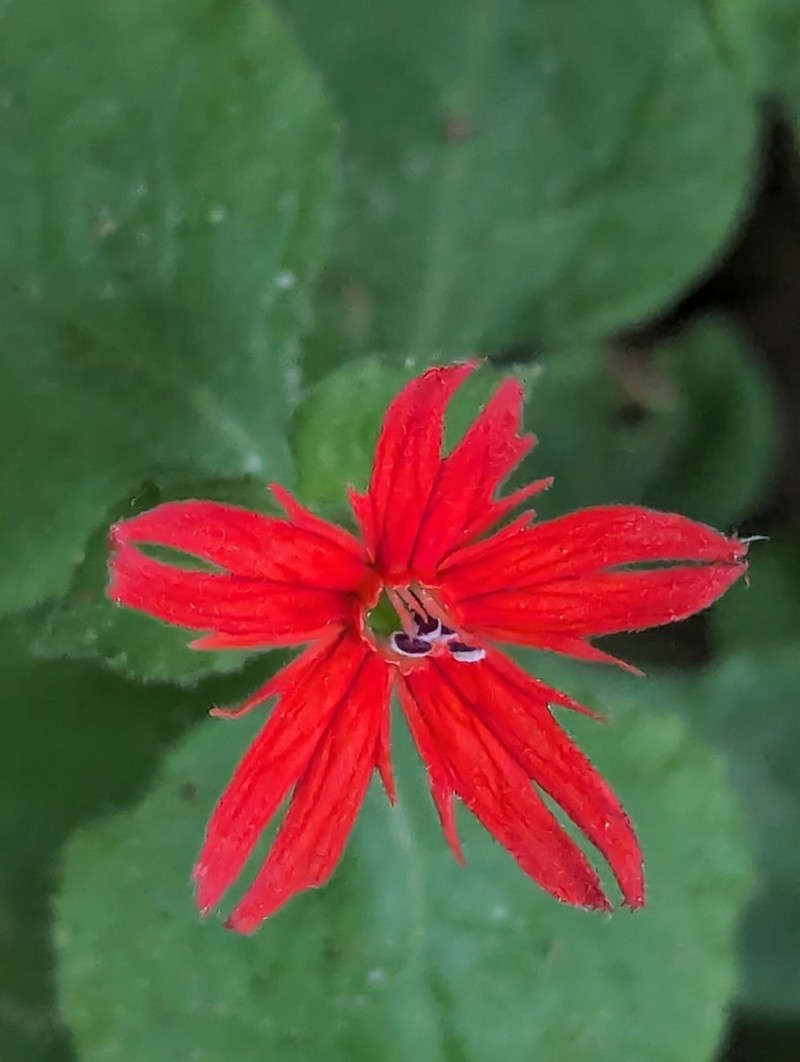 Roundleaf Catchfly photo 3