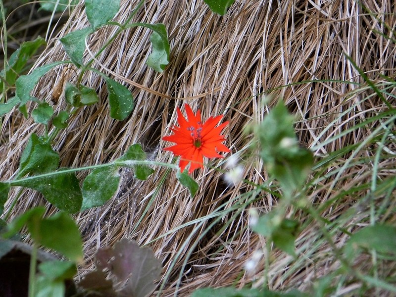 Roundleaf Catchfly photo 4