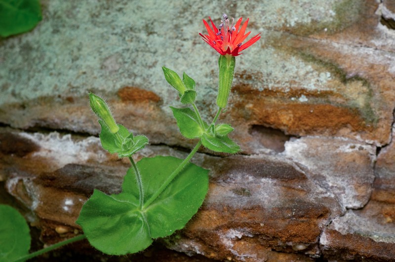 Roundleaf Catchfly photo 5