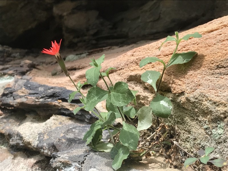 Roundleaf Catchfly photo 6