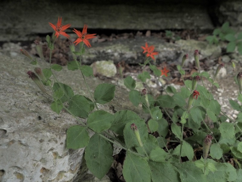 Roundleaf Catchfly photo 7