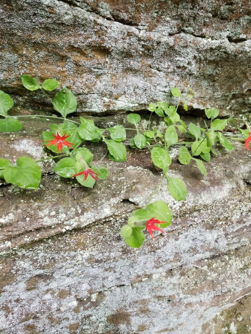 Roundleaf Catchfly photo 8