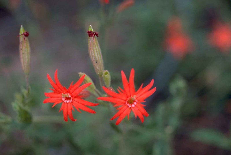 Roundleaf Catchfly