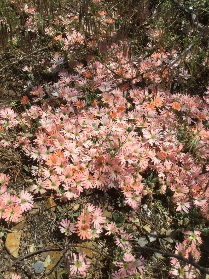 Klamath Mountain Catchfly