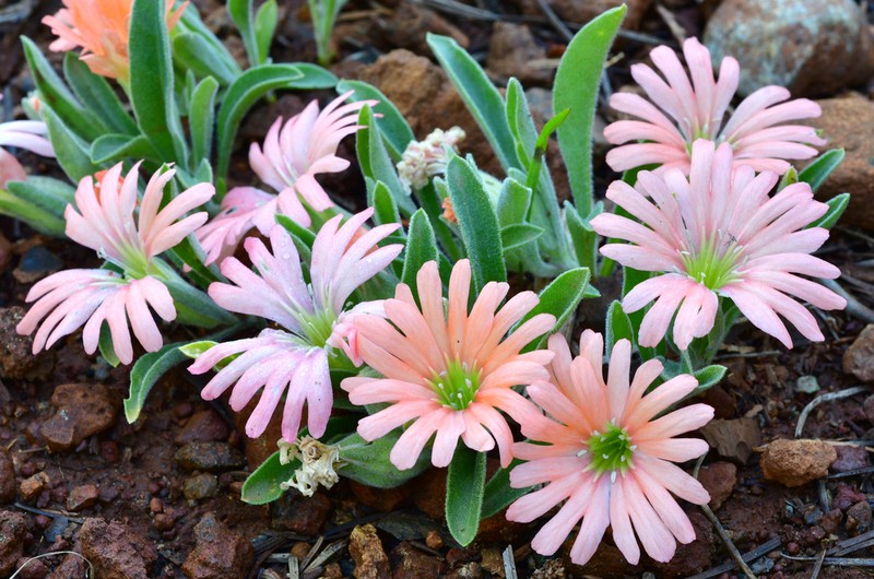 Klamath Mountain Catchfly photo 2