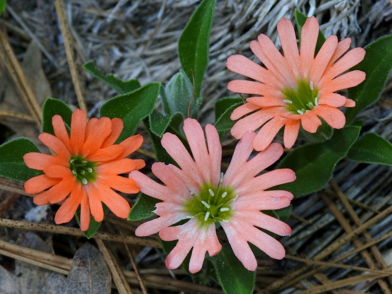Klamath Mountain Catchfly photo 3