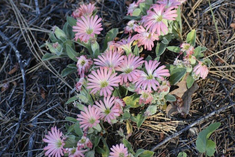 Klamath Mountain Catchfly photo 4