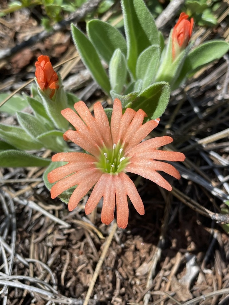 Klamath Mountain Catchfly photo 5