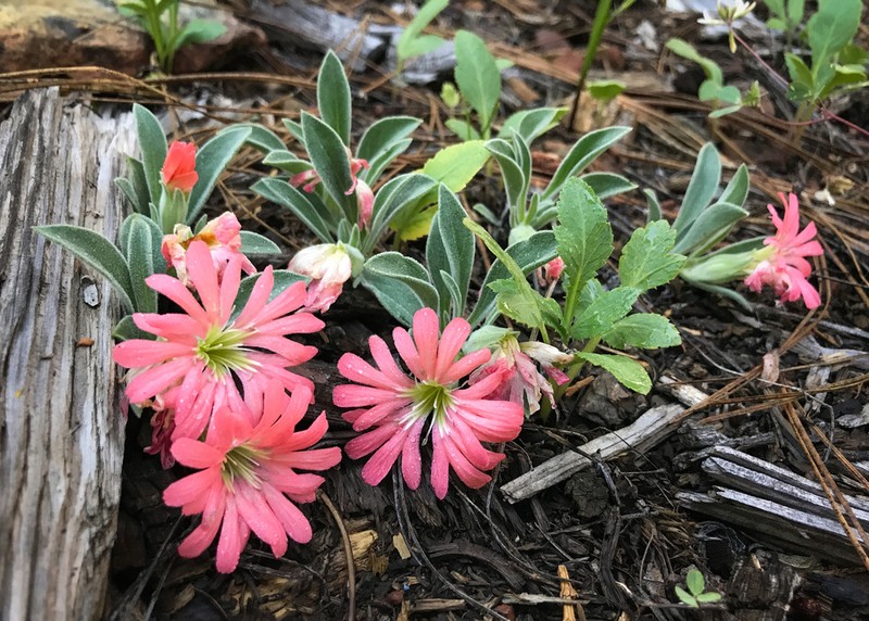 Klamath Mountain Catchfly photo 6