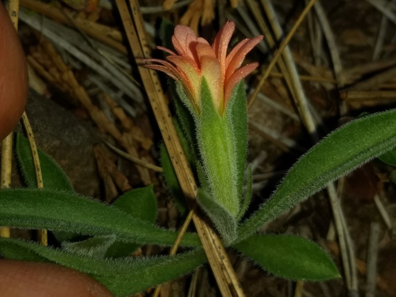 Klamath Mountain Catchfly photo 7