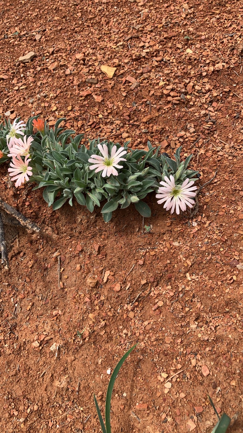 Klamath Mountain Catchfly photo 8