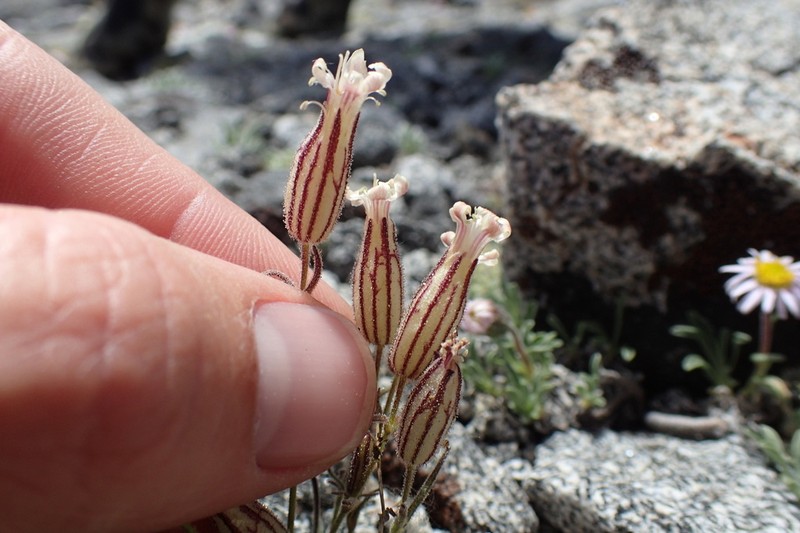 Sargent's Catchfly photo 3