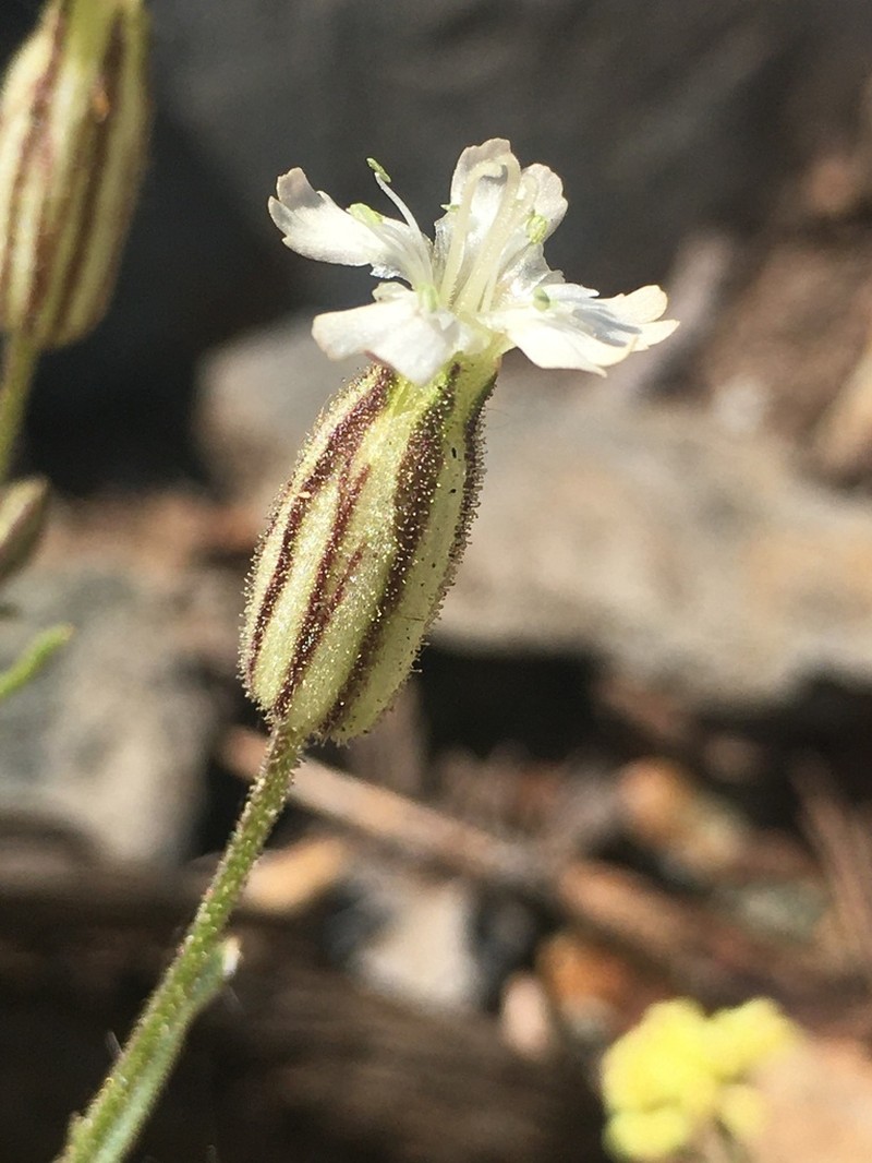 Sargent's Catchfly photo 4