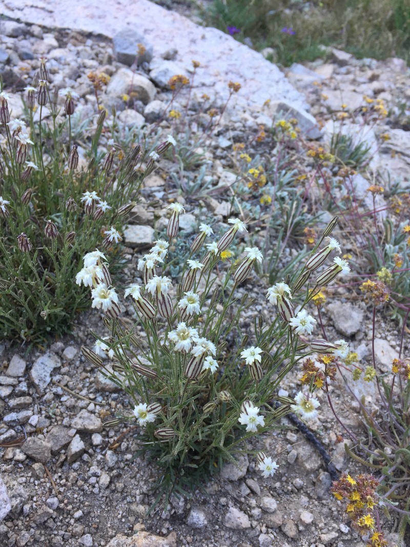 Sargent's Catchfly photo 5