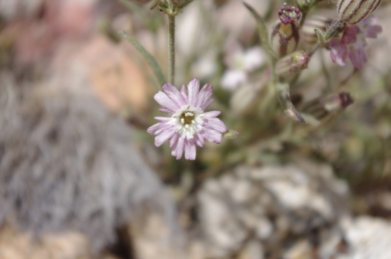 Sargent's Catchfly photo 6