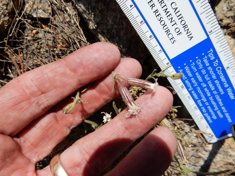Sargent's Catchfly photo 7