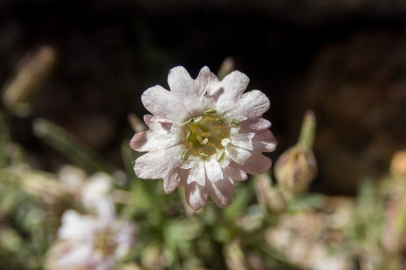 Sargent's Catchfly photo 8