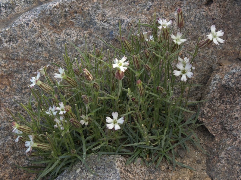 Sargent's Catchfly photo 2
