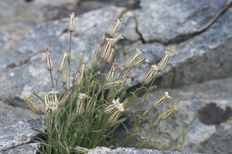 Sargent's Catchfly
