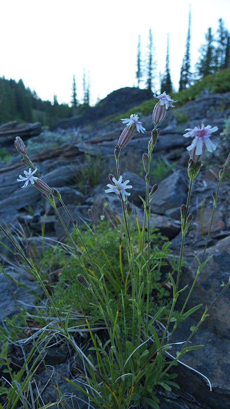 Sargent's Catchfly photo 3