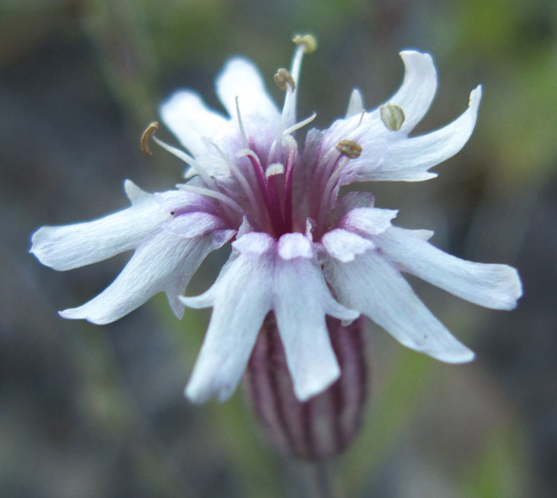 Sargent's Catchfly photo 4