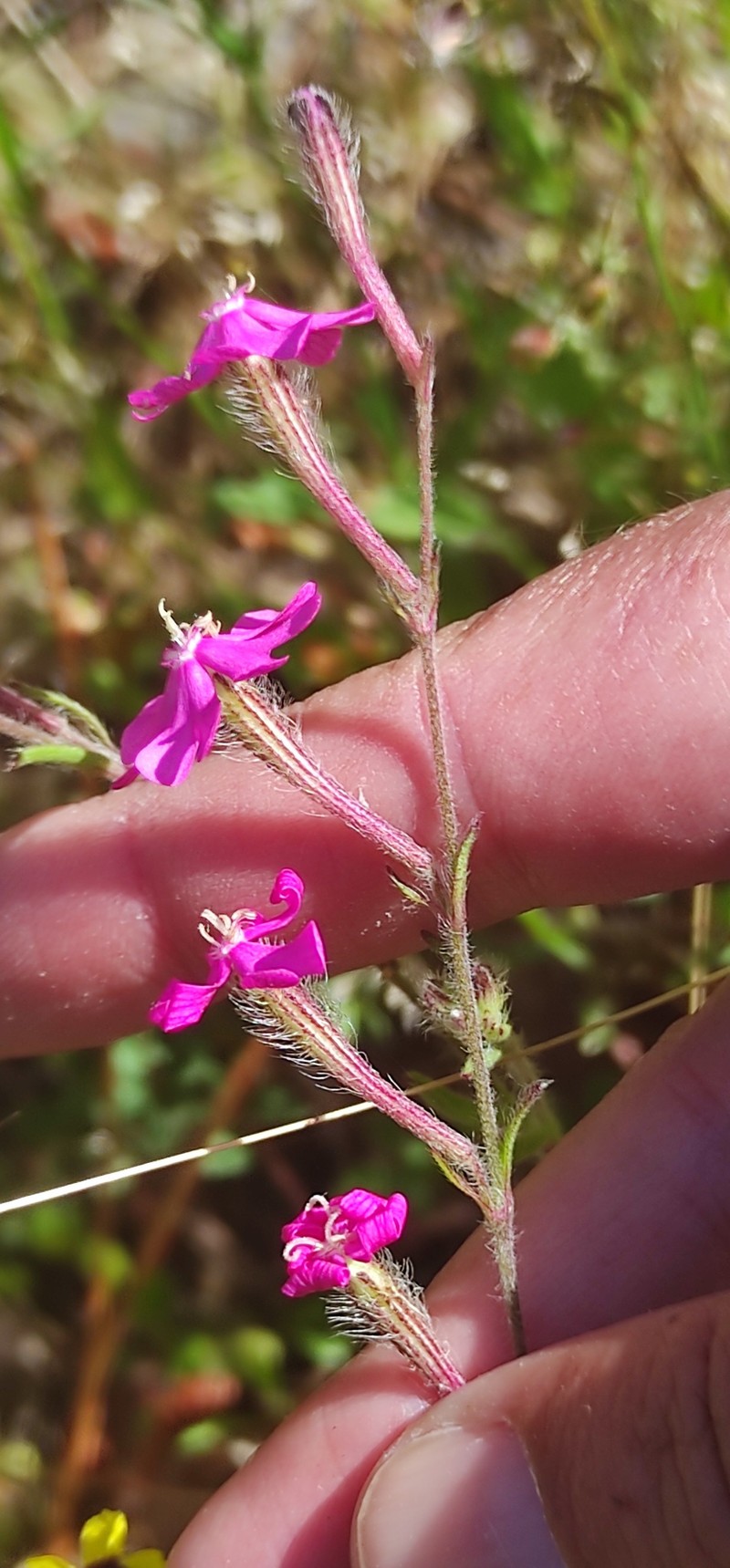 Silene scabriflora subsp. scabriflora