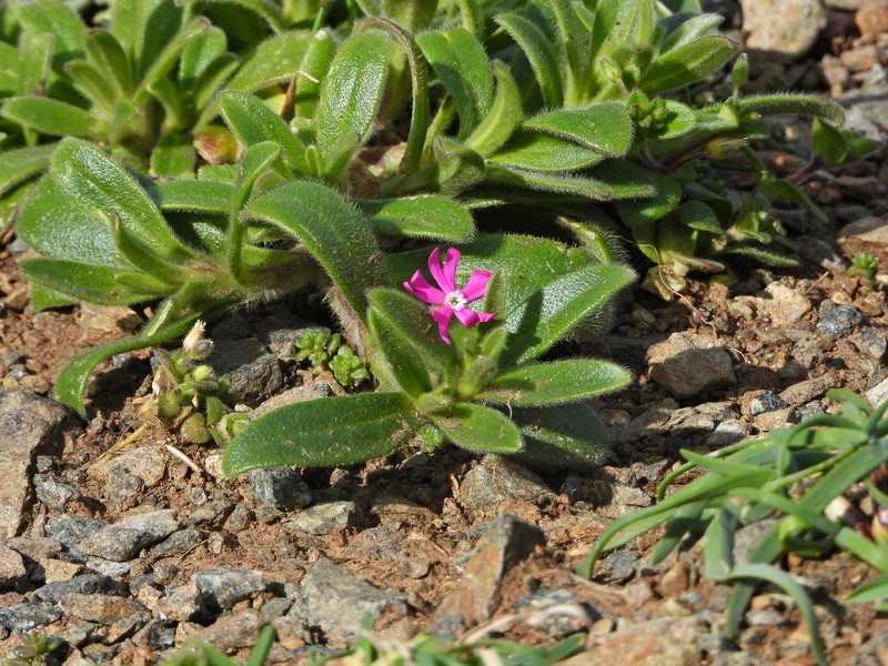 Silene scabriflora subsp. scabriflora photo 2